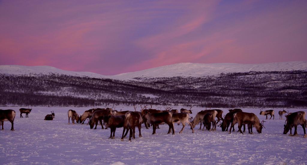 Kilpisjaerven Tunturimajat Villa Kilpisjärvi Rum bild