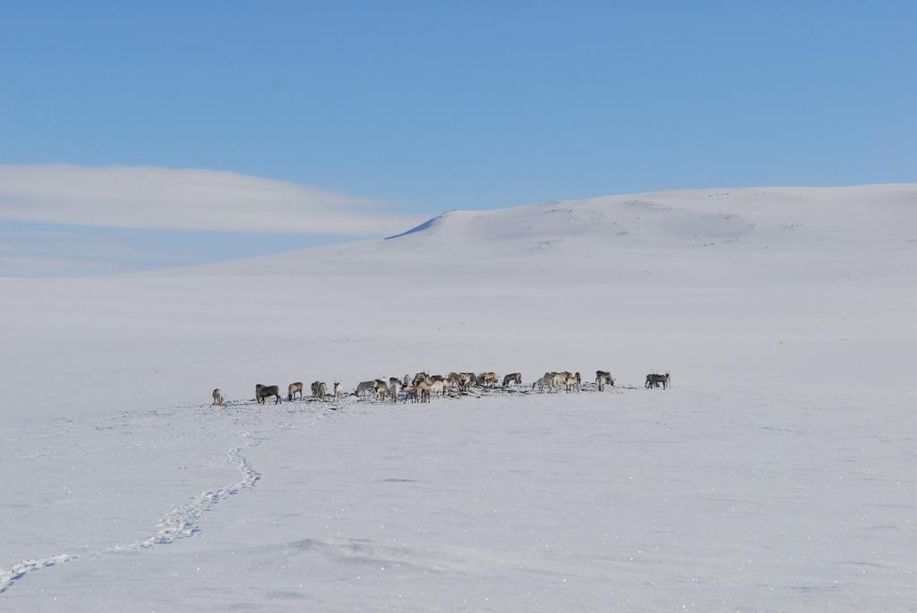 Kilpisjaerven Tunturimajat Villa Kilpisjärvi Exteriör bild